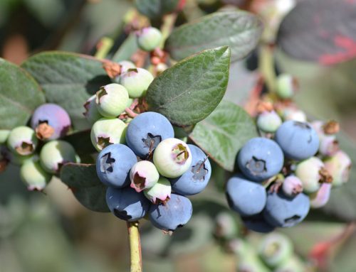 Beneficios del arándano: una fruta saludable cultivada en Huelva por Jucamp